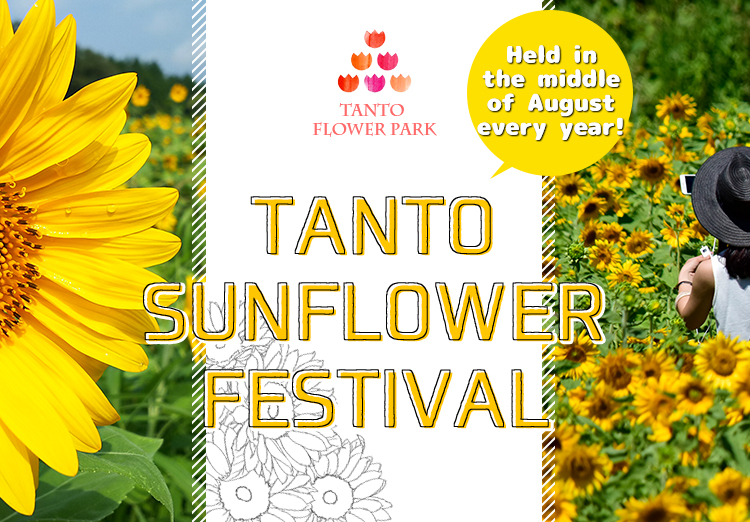 Tanto Sunflower Festival