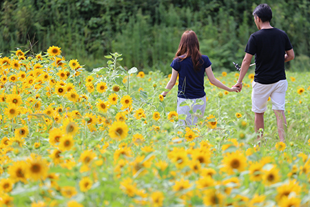 Tanto Sunflower Festival