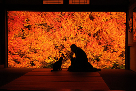 Dodan-Tsutsuji at Ankokuji temple