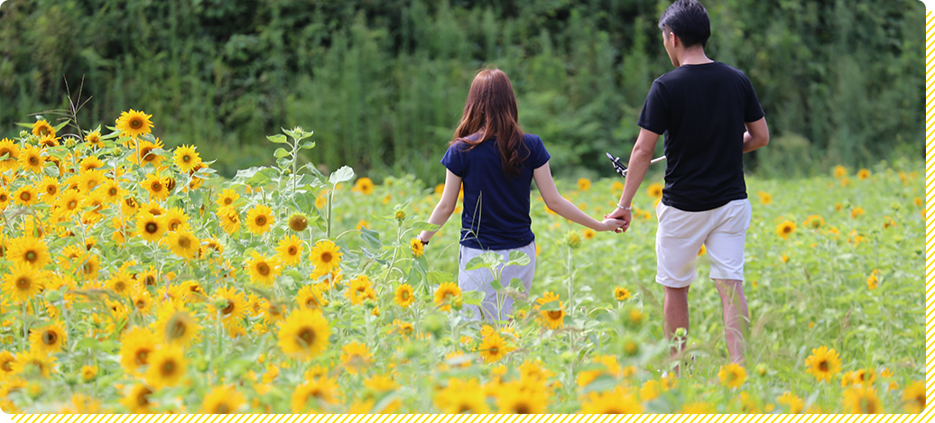 sunflowers