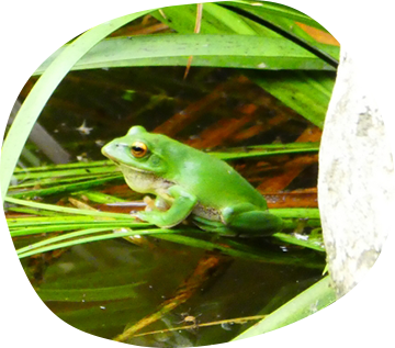 green frogs