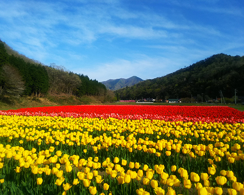 チューリップ
