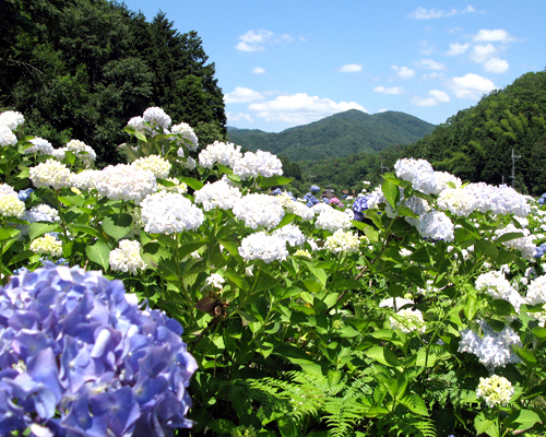 あじさい