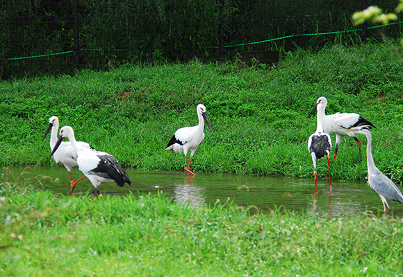 兵庫県立コウノトリの郷公園