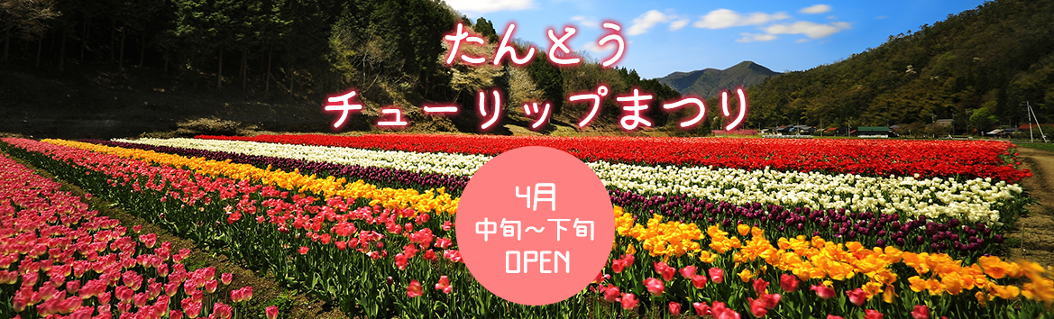 たんとうチューリップまつり