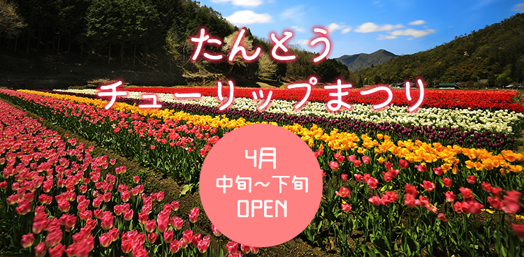 たんとうチューリップまつり