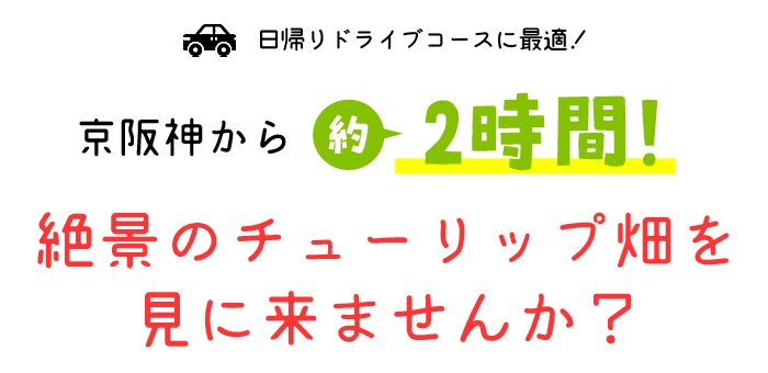 日帰りドライブコースに最適！京阪神からに2時間！絶景のチューリップ畑を見に来ませんか？