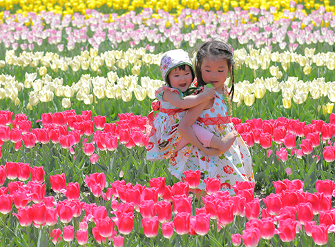 チューリップ畑