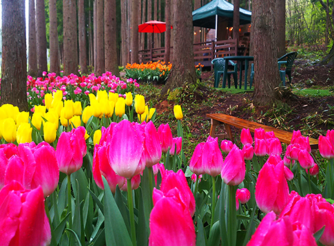 森のチューリップ